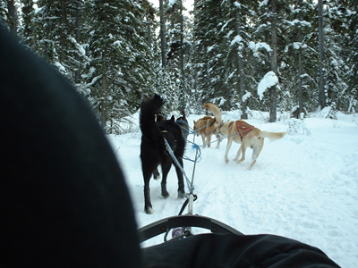 Dog Sled Ride 10.JPG